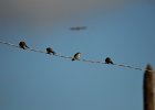 Oeverzwaluw (sand martin) Riparia Riparia - Gurvanbulag 14-08-2016 (3)